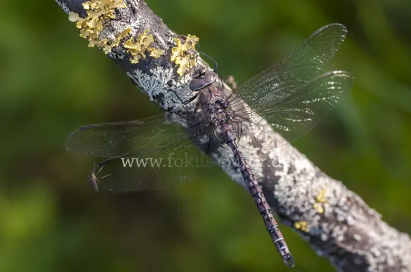 Fokus-Natur Bild