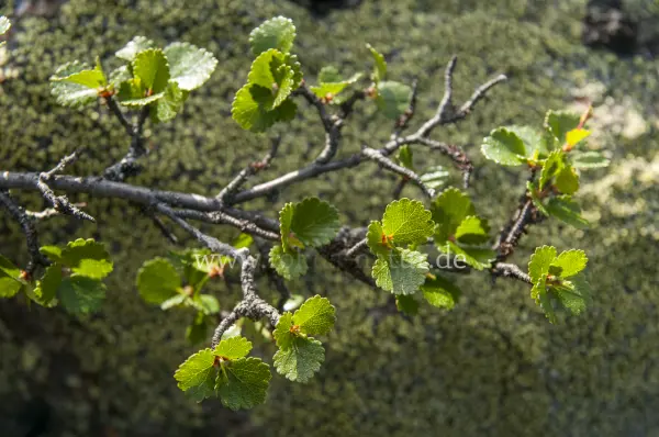 Fokus-Natur Bild