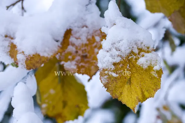 Fokus-Natur Bild