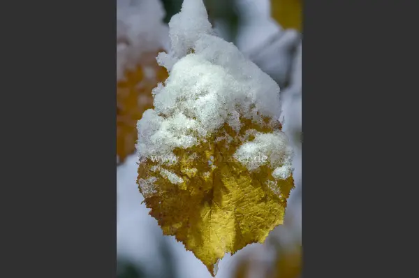 Fokus-Natur Bild