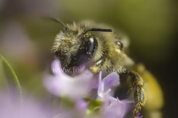 Fokus-Natur Bild