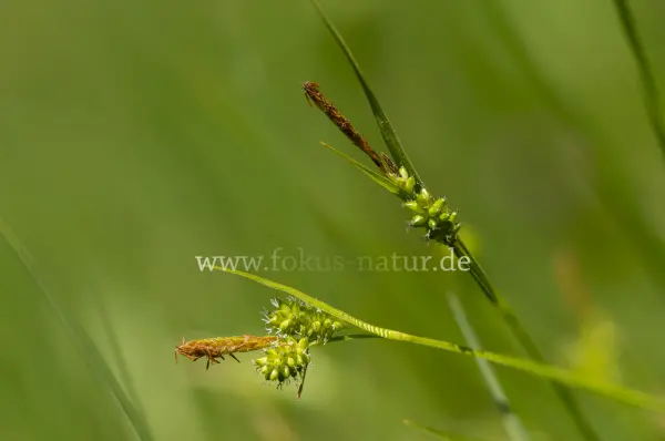 Fokus-Natur Bild