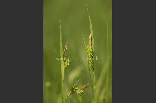 Fokus-Natur Bild