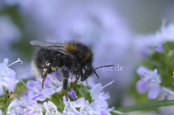 Fokus-Natur Bild