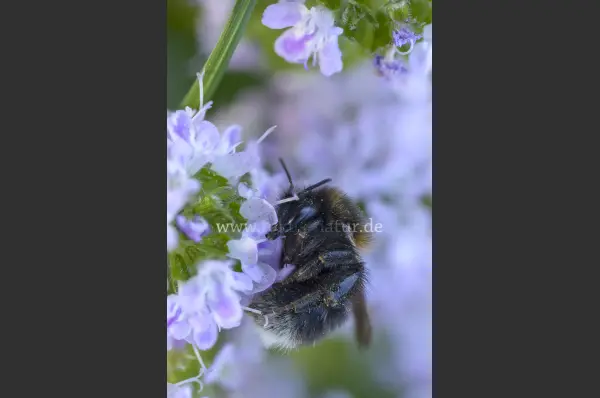 Fokus-Natur Bild