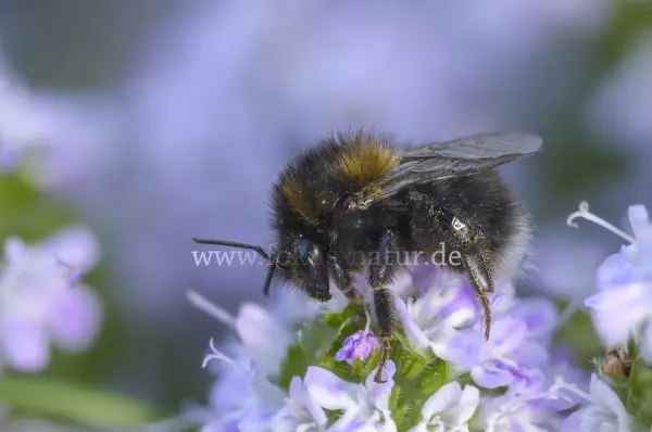 Fokus-Natur Bild