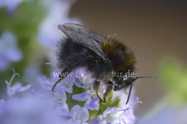 Fokus-Natur Bild
