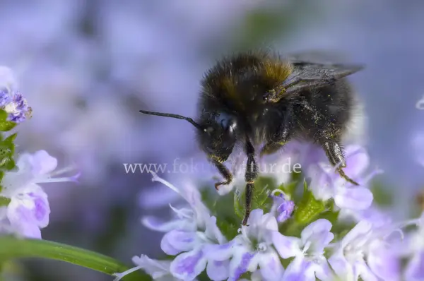 Fokus-Natur Bild