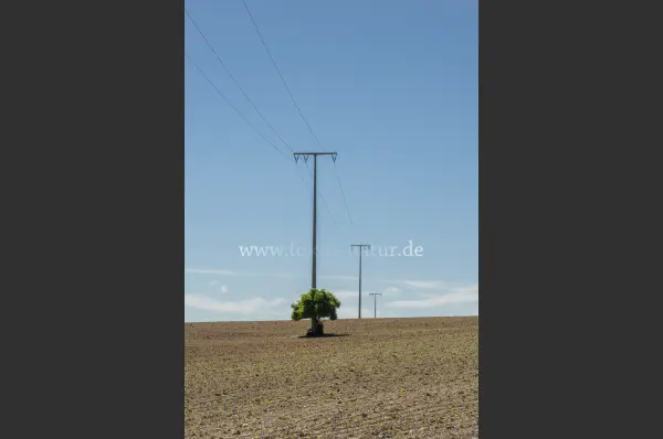 Fokus-Natur Bild
