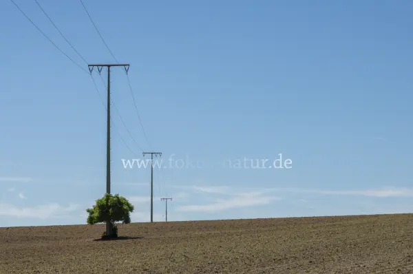 Fokus-Natur Bild