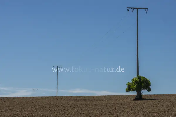 Fokus-Natur Bild
