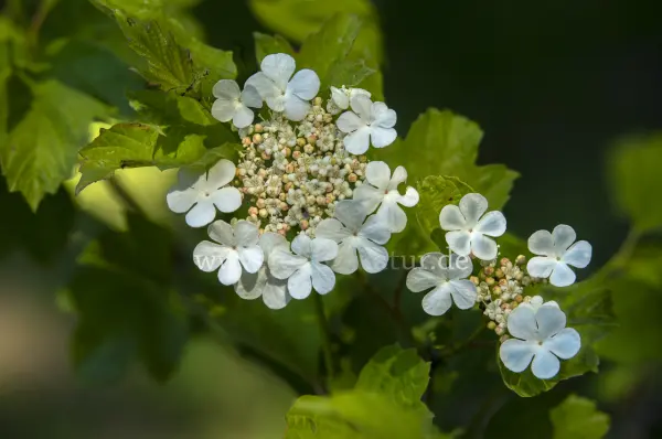 Fokus-Natur Bild