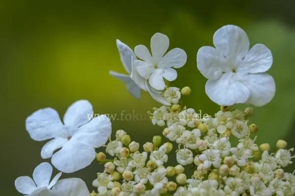 Fokus-Natur Bild
