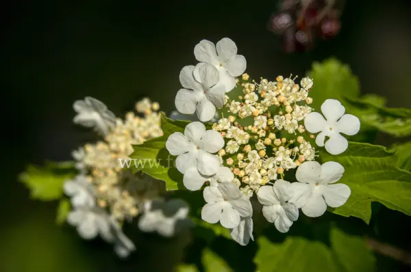 Fokus-Natur Bild