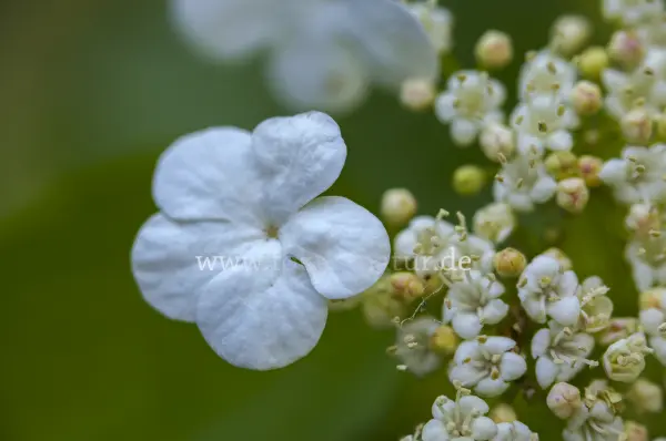 Fokus-Natur Bild