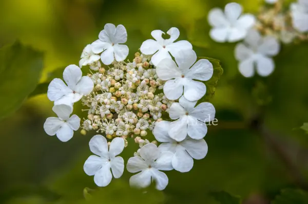 Fokus-Natur Bild