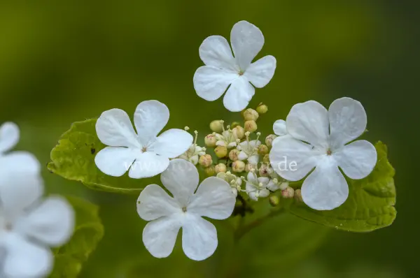 Fokus-Natur Bild