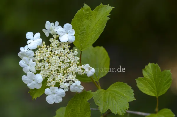Fokus-Natur Bild