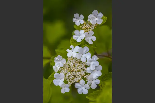 Fokus-Natur Bild