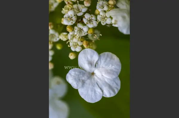 Fokus-Natur Bild