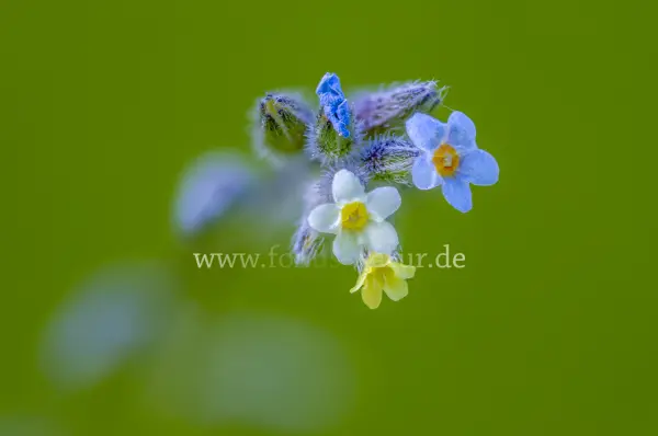 Fokus-Natur Bild