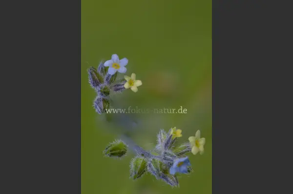 Fokus-Natur Bild
