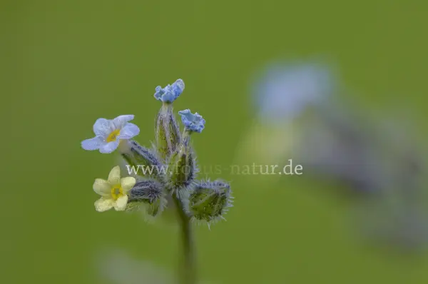 Fokus-Natur Bild