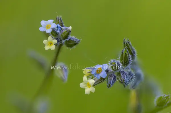 Fokus-Natur Bild