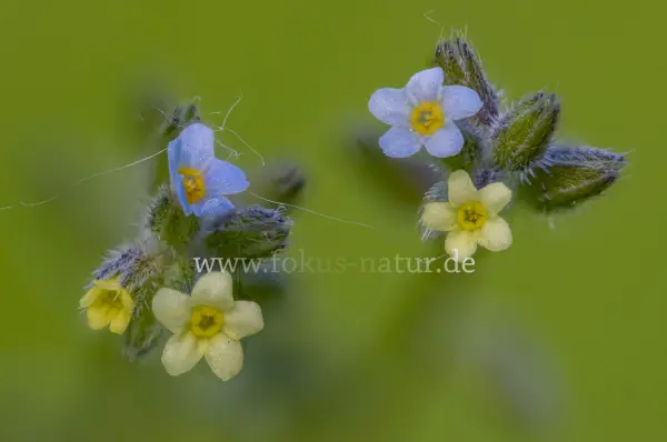 Fokus-Natur Bild