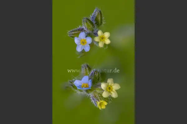 Fokus-Natur Bild