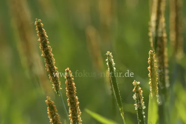Fokus-Natur Bild
