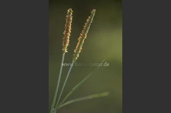 Fokus-Natur Bild