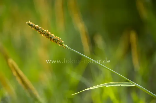 Fokus-Natur Bild