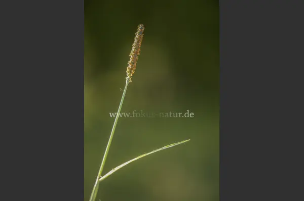 Fokus-Natur Bild