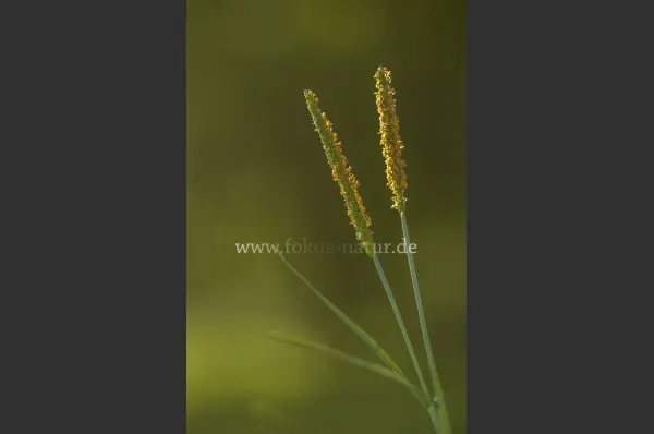 Fokus-Natur Bild