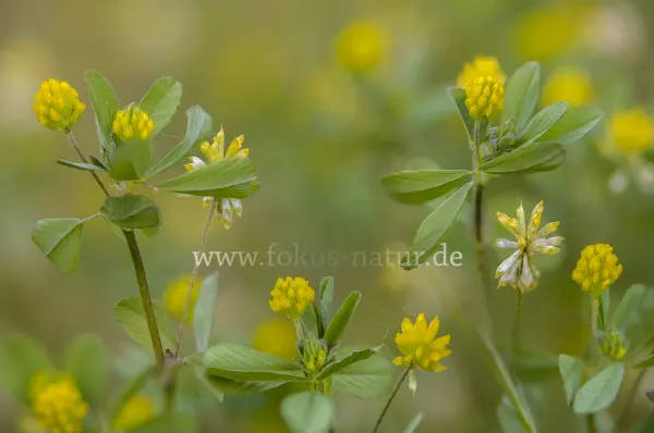Fokus-Natur Bild
