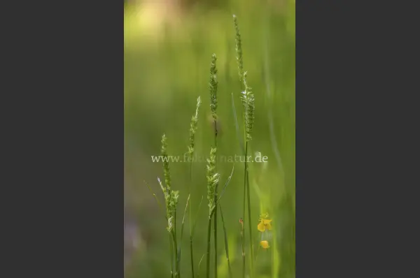 Fokus-Natur Bild