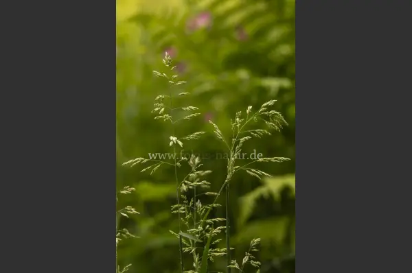 Fokus-Natur Bild