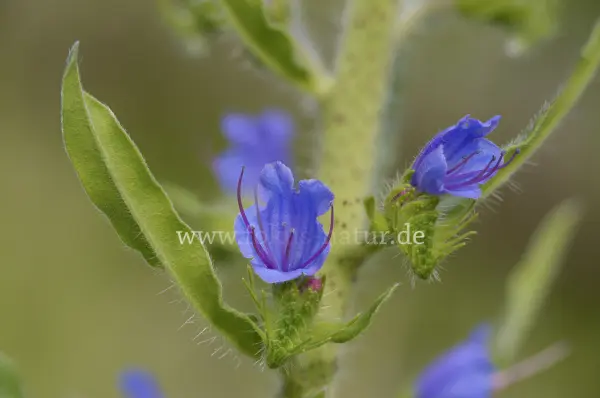 Fokus-Natur Bild