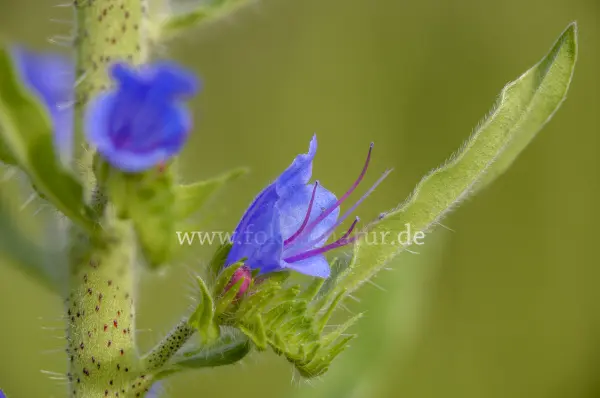 Fokus-Natur Bild