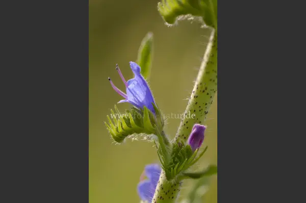 Fokus-Natur Bild