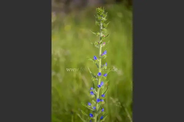 Fokus-Natur Bild