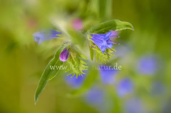 Fokus-Natur Bild