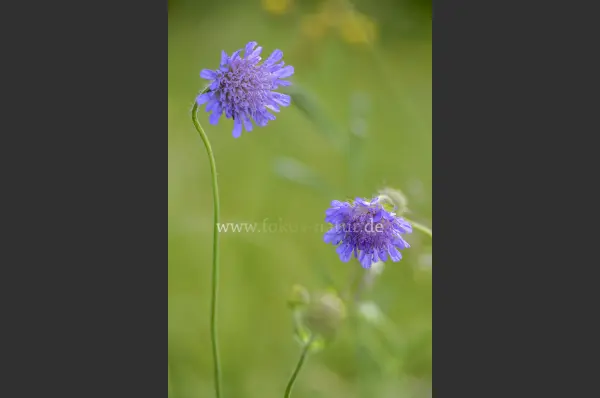 Fokus-Natur Bild