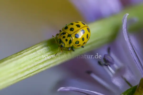 Fokus-Natur Bild