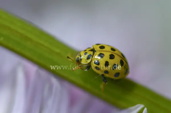 Fokus-Natur Bild