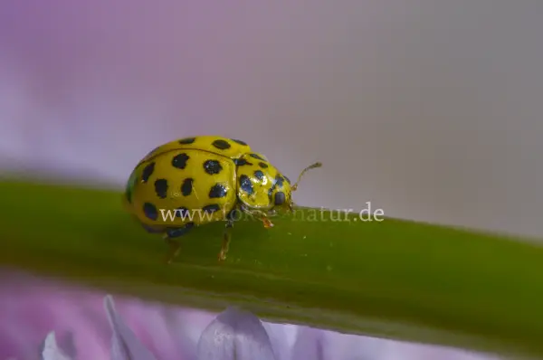 Fokus-Natur Bild
