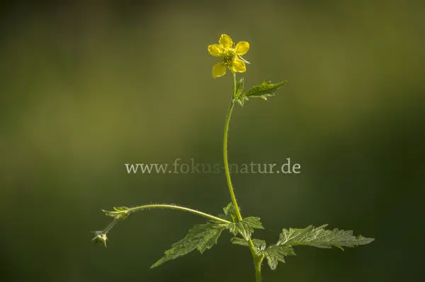 Fokus-Natur Bild