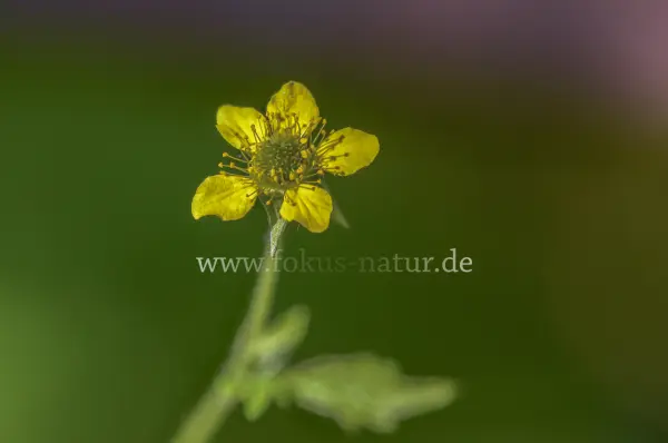 Fokus-Natur Bild
