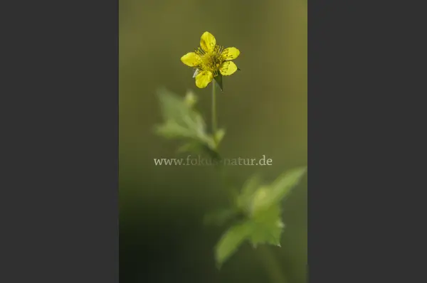 Fokus-Natur Bild